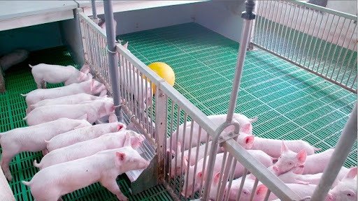 Kỹ thuật chăn nuôi thịt lợn sạch bằng men ủ vi sinh