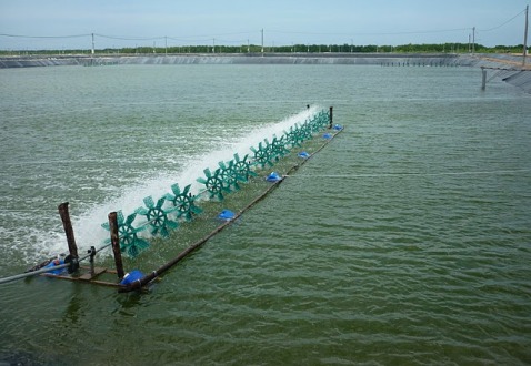Kinh nghiệm xử lý nước ao hồ