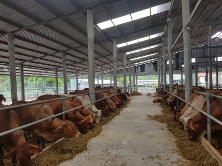 Ứng dụng chế phẩm vi sinh vật Sagi Bio1 để xử lý mùi trong không khí chuồng nuôi bò thịt hộ gia đình